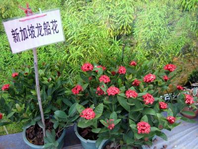 新加坡龙船花、仙丹花